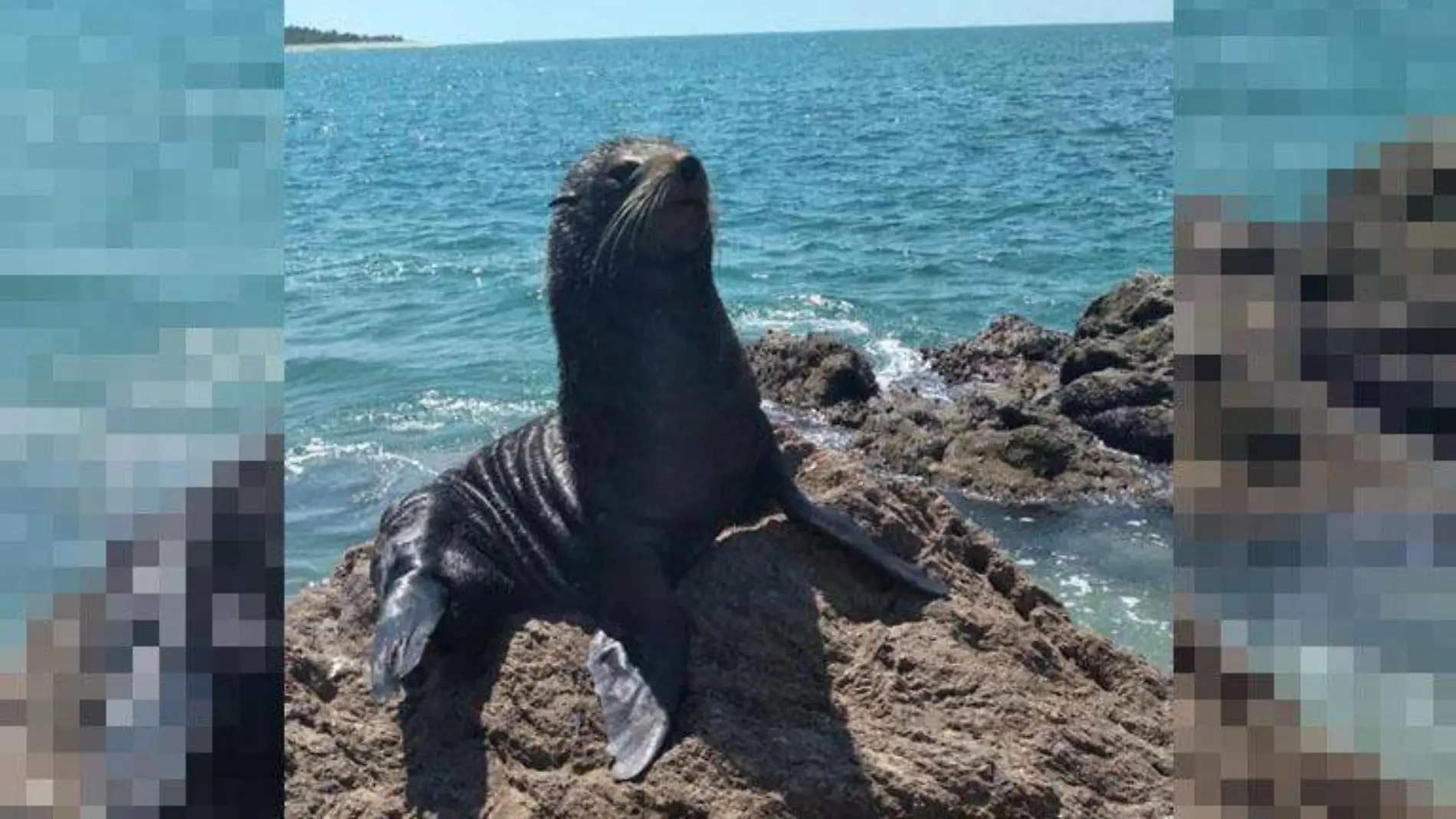 lobo marino